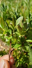 Vaccinium cespitosum