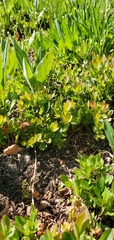 Vaccinium cespitosum