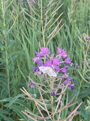 Spilomelinae