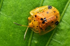 Laccoptera nepalensis