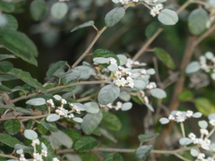 Spyridium parvifolium