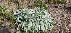 Antennaria lanata