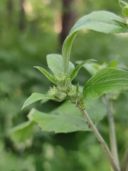Arctium nemorosum