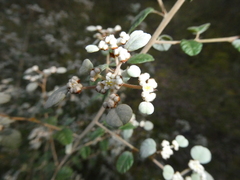 Spyridium parvifolium