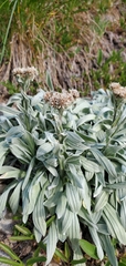 Antennaria lanata