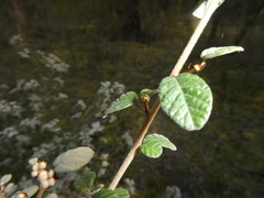 Spyridium parvifolium