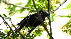 Crotophaga sulcirostris