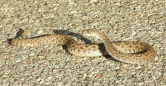 Crotalus atrox