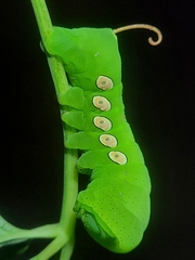 Eumorpha pandorus