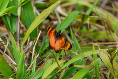 Acraea