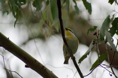 Pardalotus striatus