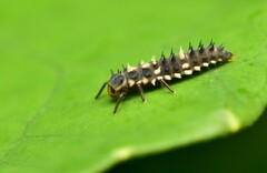 Coccinellidae
