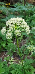 Ligusticum