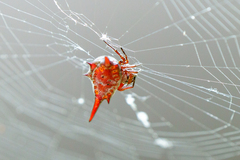 Gasteracantha versicolor