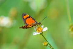 Acraea