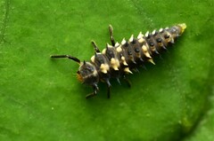 Coccinellidae