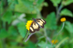 Acraea cabira