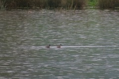 Poliocephalus poliocephalus