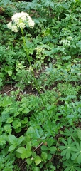Ligusticum