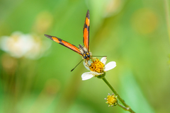 Acraea