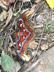 Attacus atlas