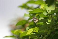 Polyura athamas