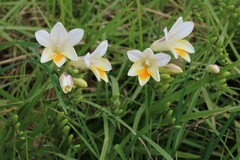 Freesia
