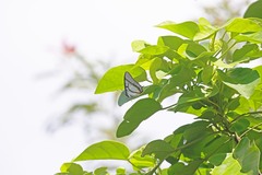 Polyura eudamippus