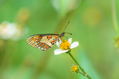 Acraea