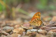 Argynnis hyperbius