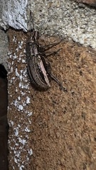 Naupactus leucoloma