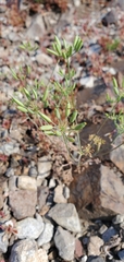 Lomatium