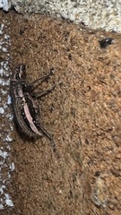 Naupactus leucoloma