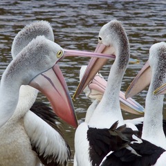 Pelecanus conspicillatus