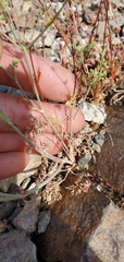 Lomatium