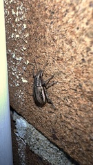 Naupactus leucoloma