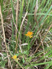Polygala lutea