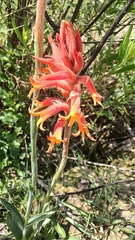 Dichromanthus cinnabarinus