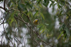 Pardalotus punctatus