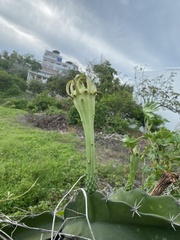 Acanthocereus tetragonus