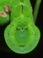 Eumorpha pandorus