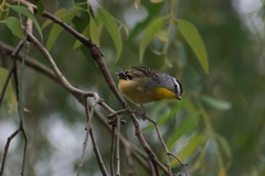 Pardalotus punctatus