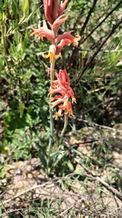 Dichromanthus cinnabarinus