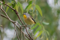 Pardalotus punctatus