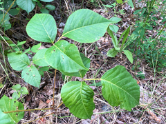 Toxicodendron rydbergii