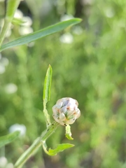 Centaurea pineticola