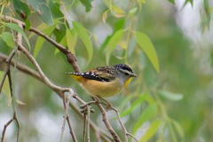 Pardalotus punctatus