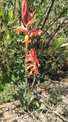 Dichromanthus cinnabarinus