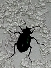 Calosoma marginale