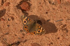 Junonia villida